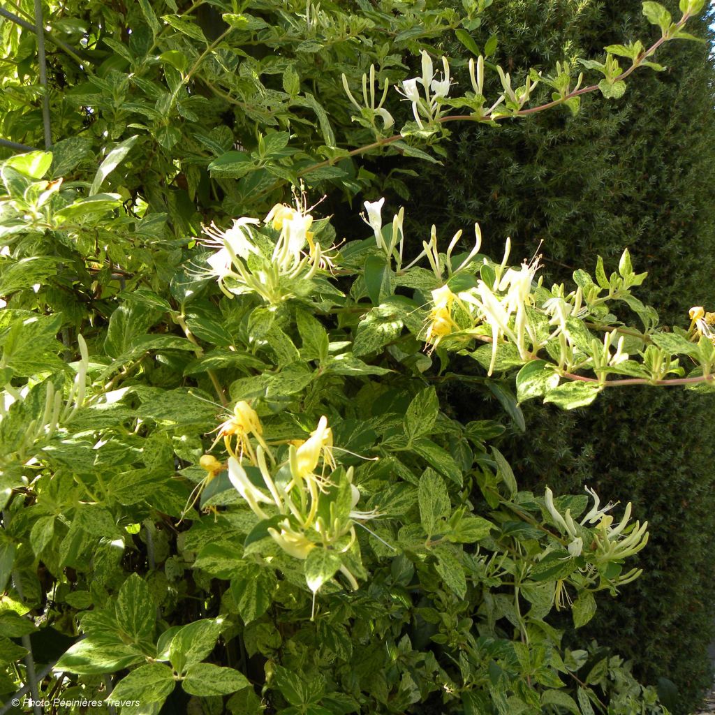 Lonicera japonica Mint Crisp