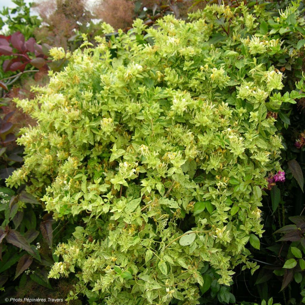Lonicera japonica Mint Crisp
