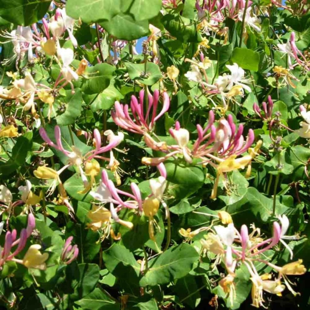 Lonicera periclymenum Serotina