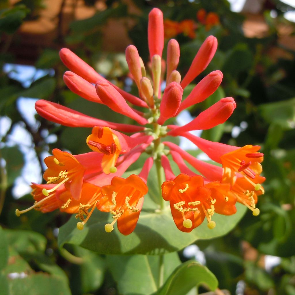 Lonicera x brownii - Scarlet Trumpet Honeysuckle