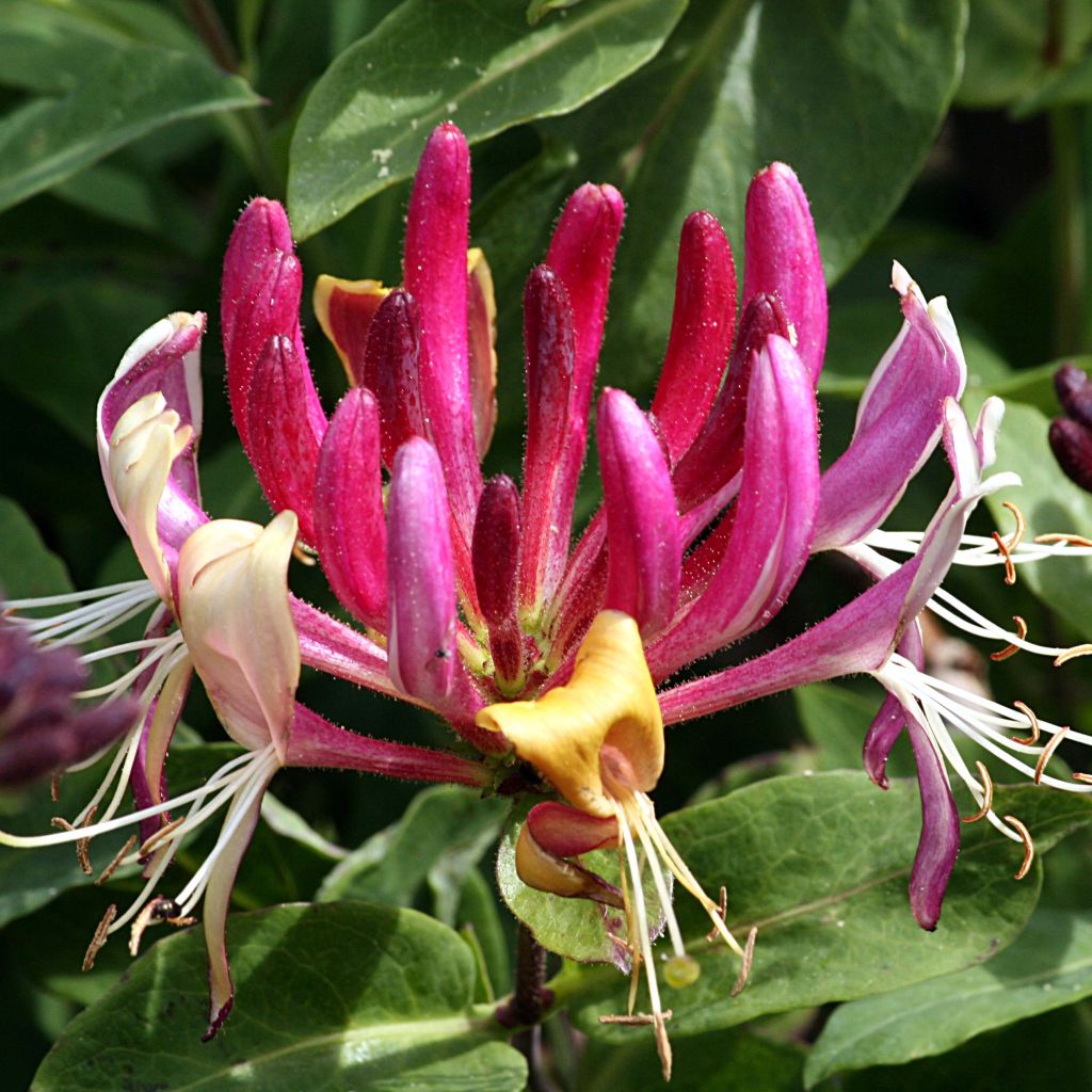 Lonicera caprifolium