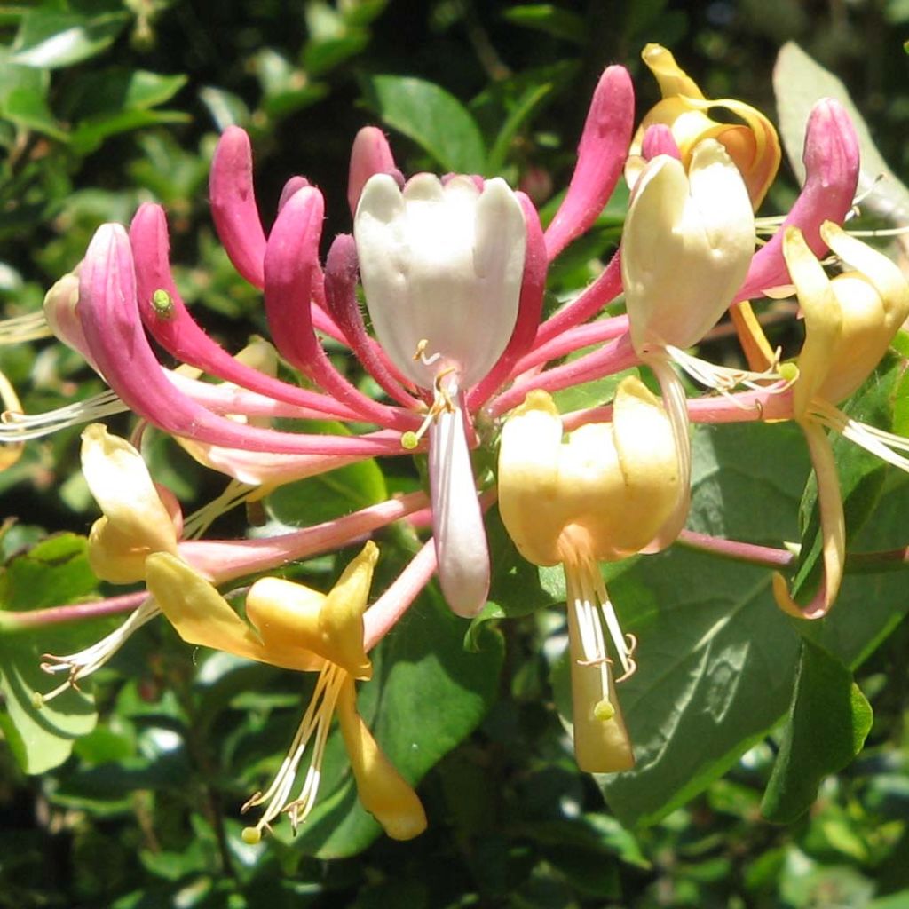 Lonicera caprifolium