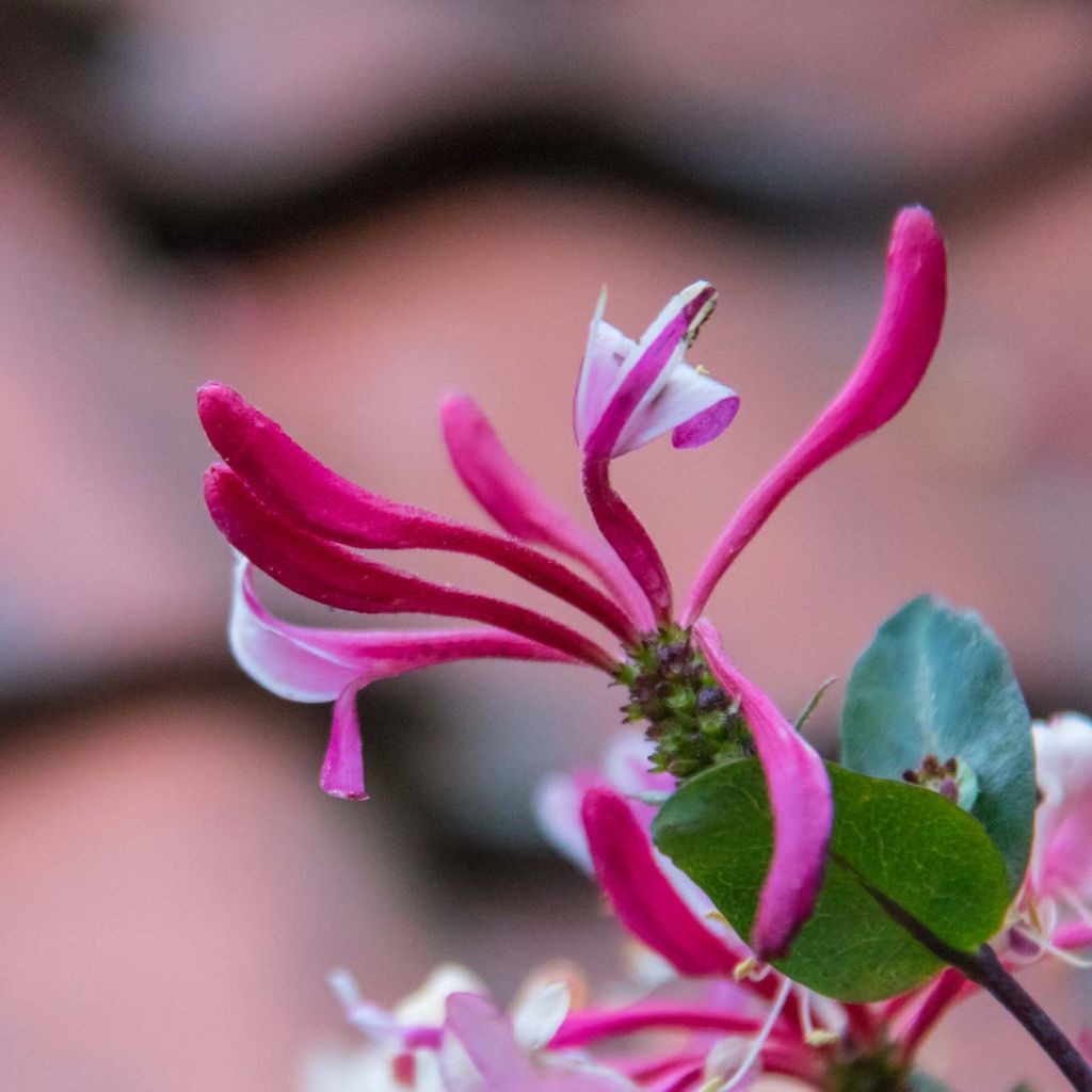 Lonicera caprifolium