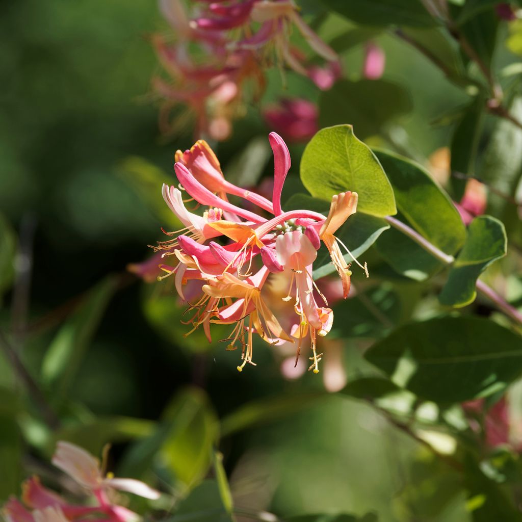 Lonicera x heckrottii Gold Flame - Goldflame Honeysuckle