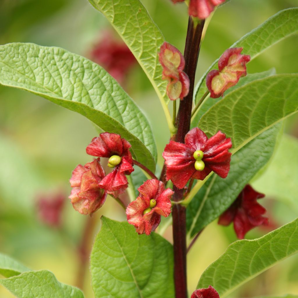 Lonicera involucrata var. ledebourii