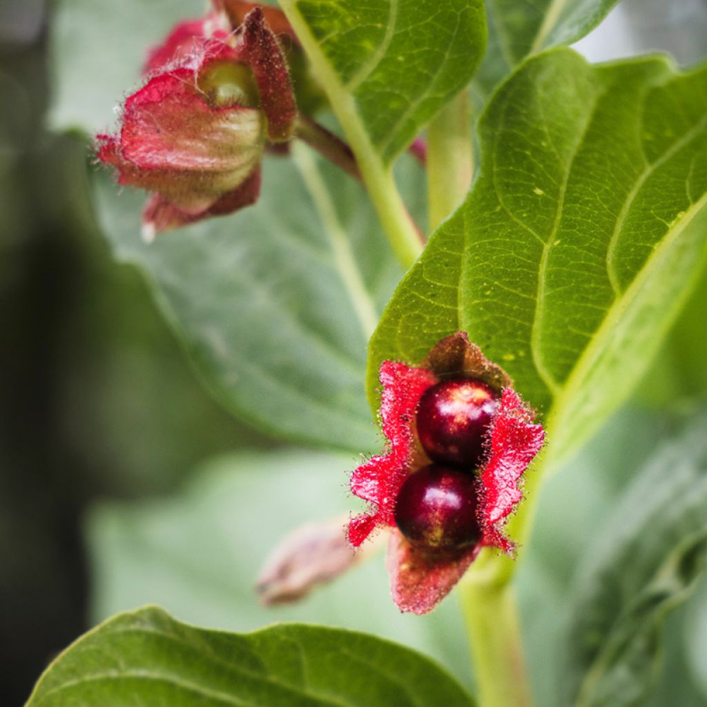 Lonicera involucrata var. ledebourii