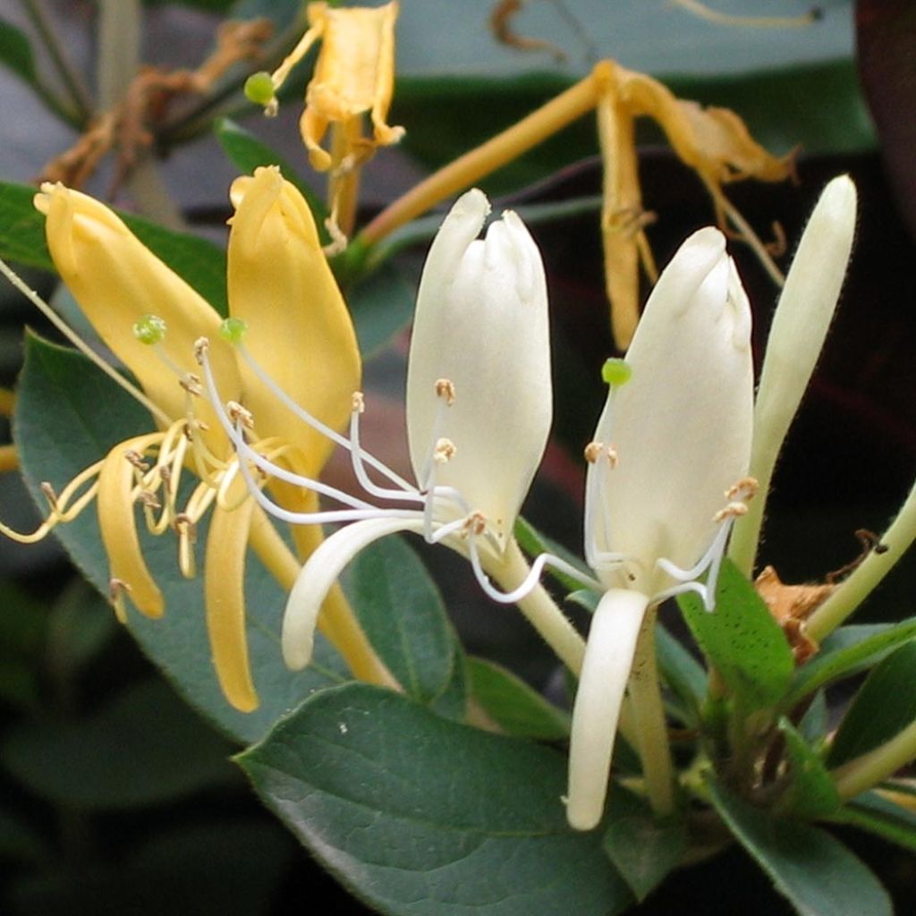 Lonicera japonica Sweet Isabel