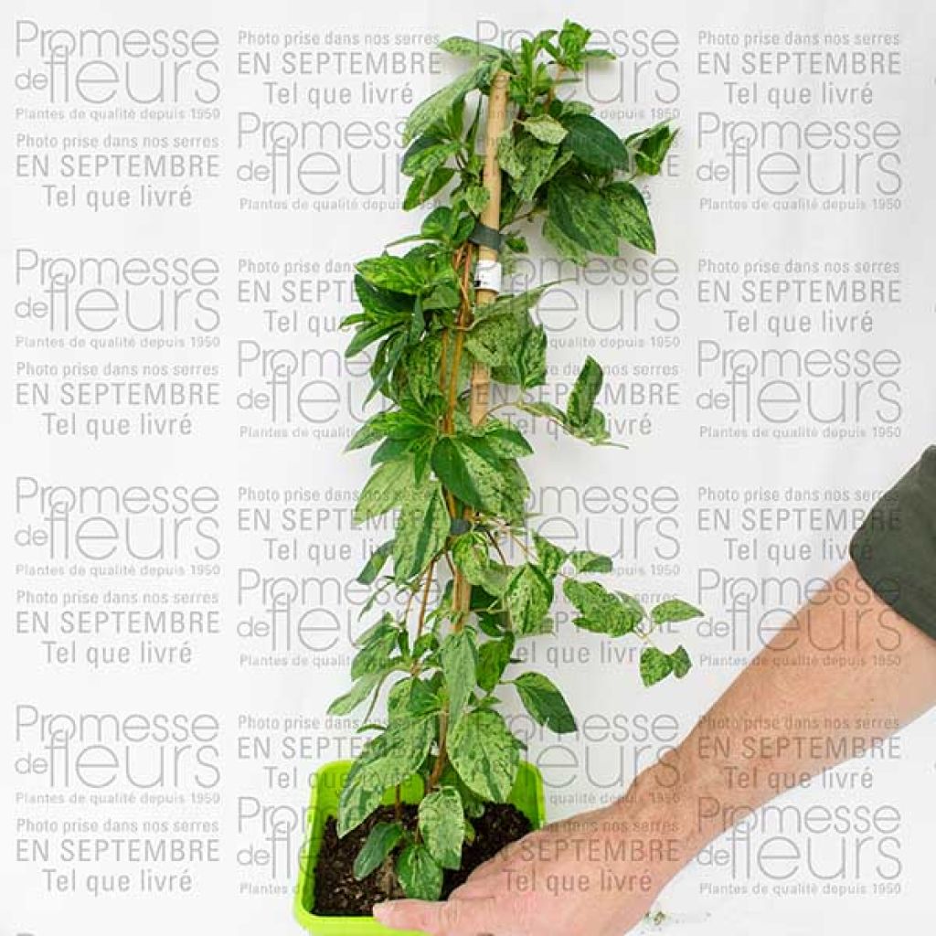 Lonicera japonica Mint Crisp