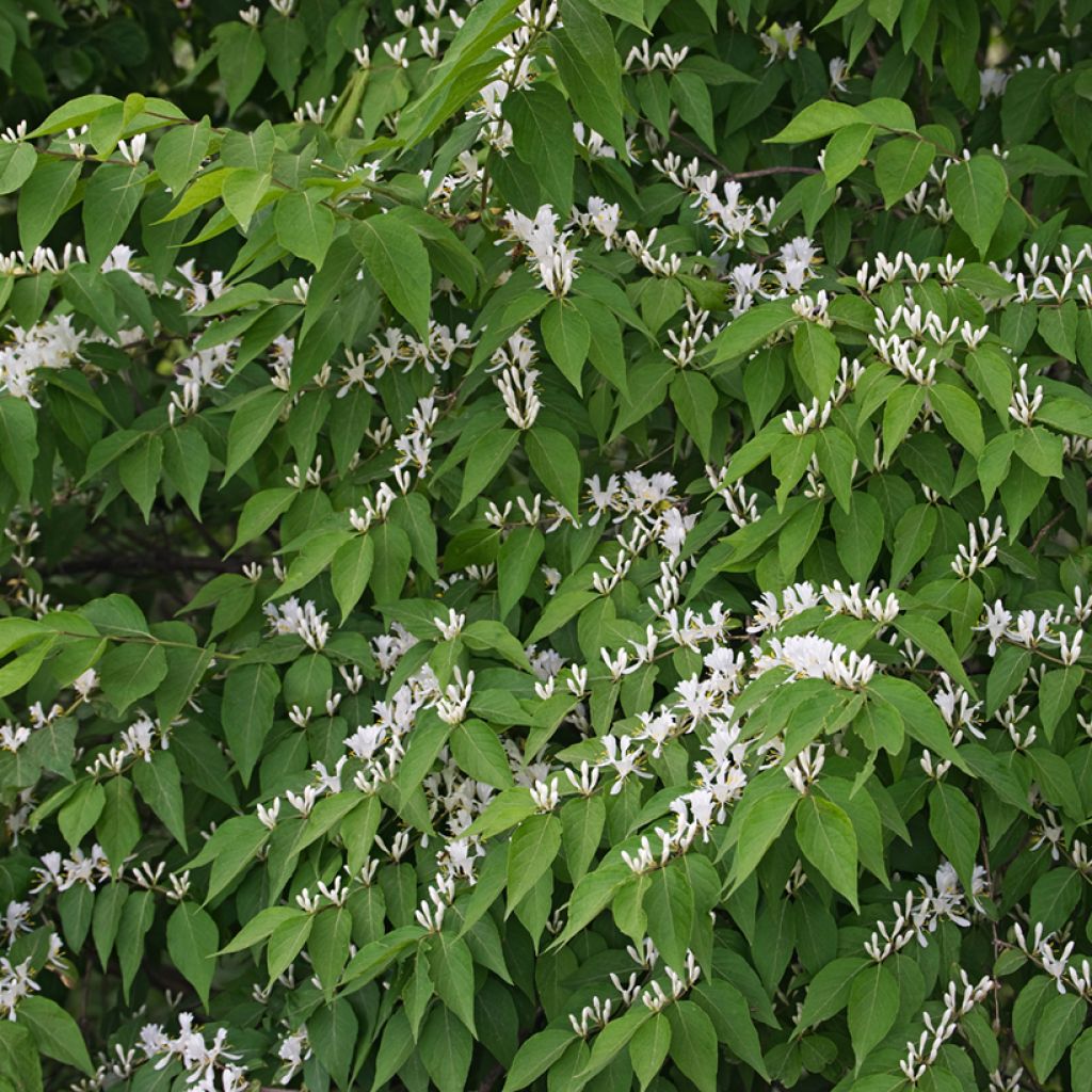 Lonicera maackii