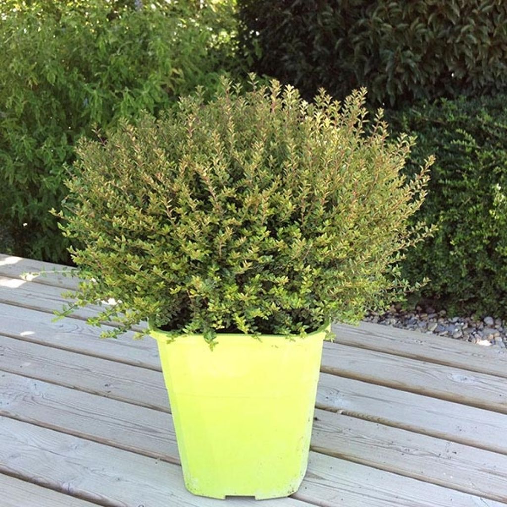 Lonicera nitida Scoop - Box Honeysuckle