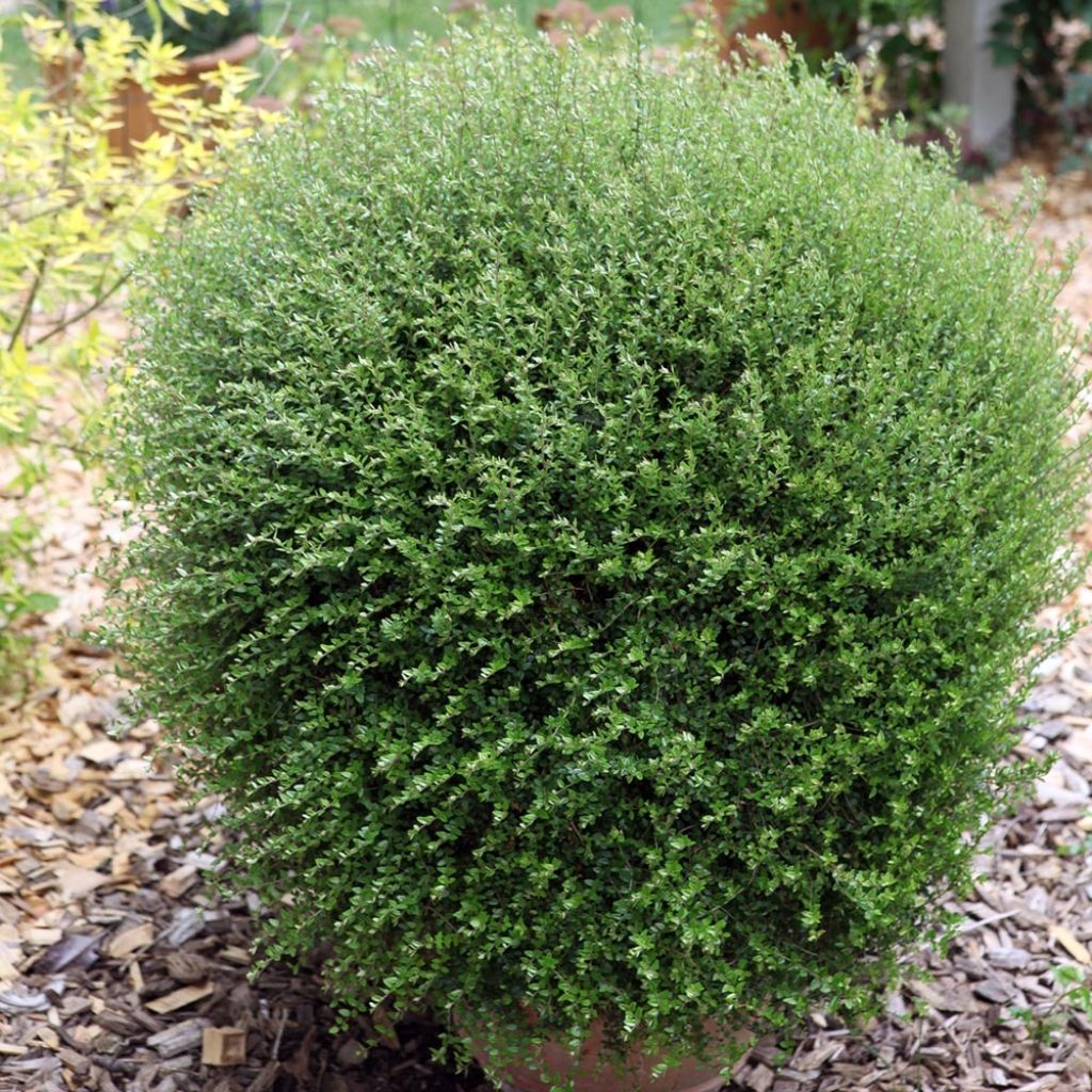 Lonicera nitida Scoop - Box Honeysuckle