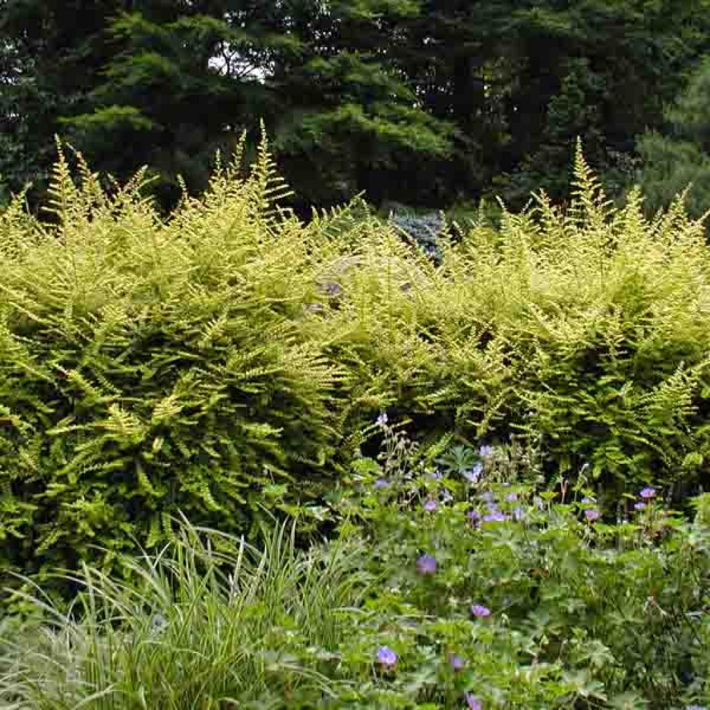 Lonicera nitida Baggesens Gold - Box Honeysuckle
