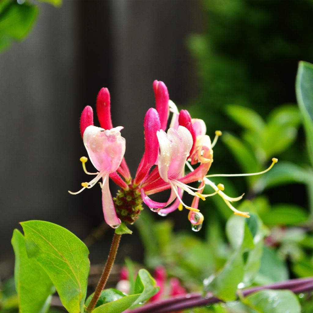 Lonicera periclymenum Belgica