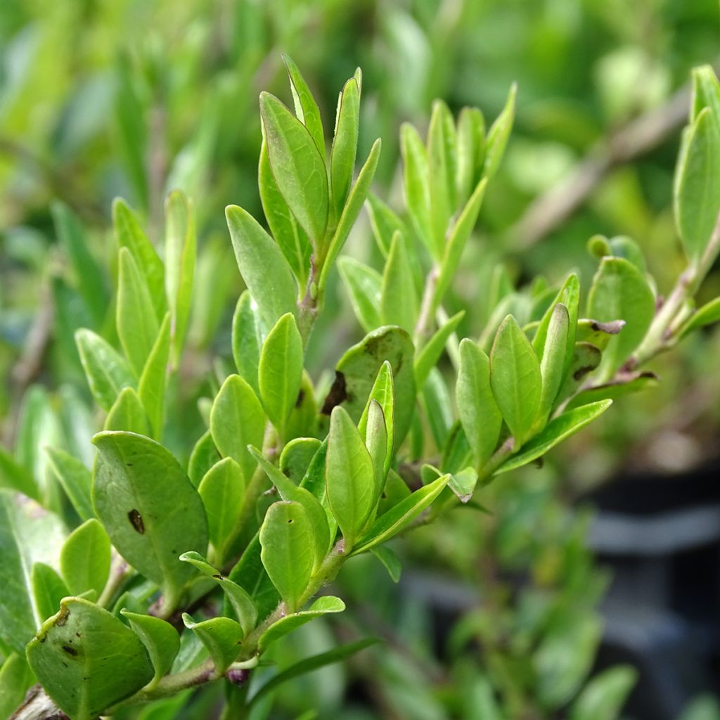 Lonicera pileata - Box Honeysuckle