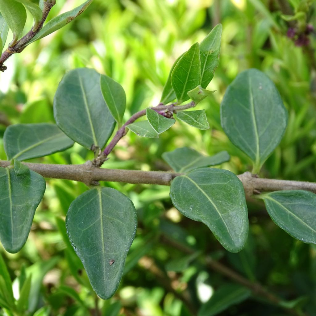 Lonicera pileata - Box Honeysuckle