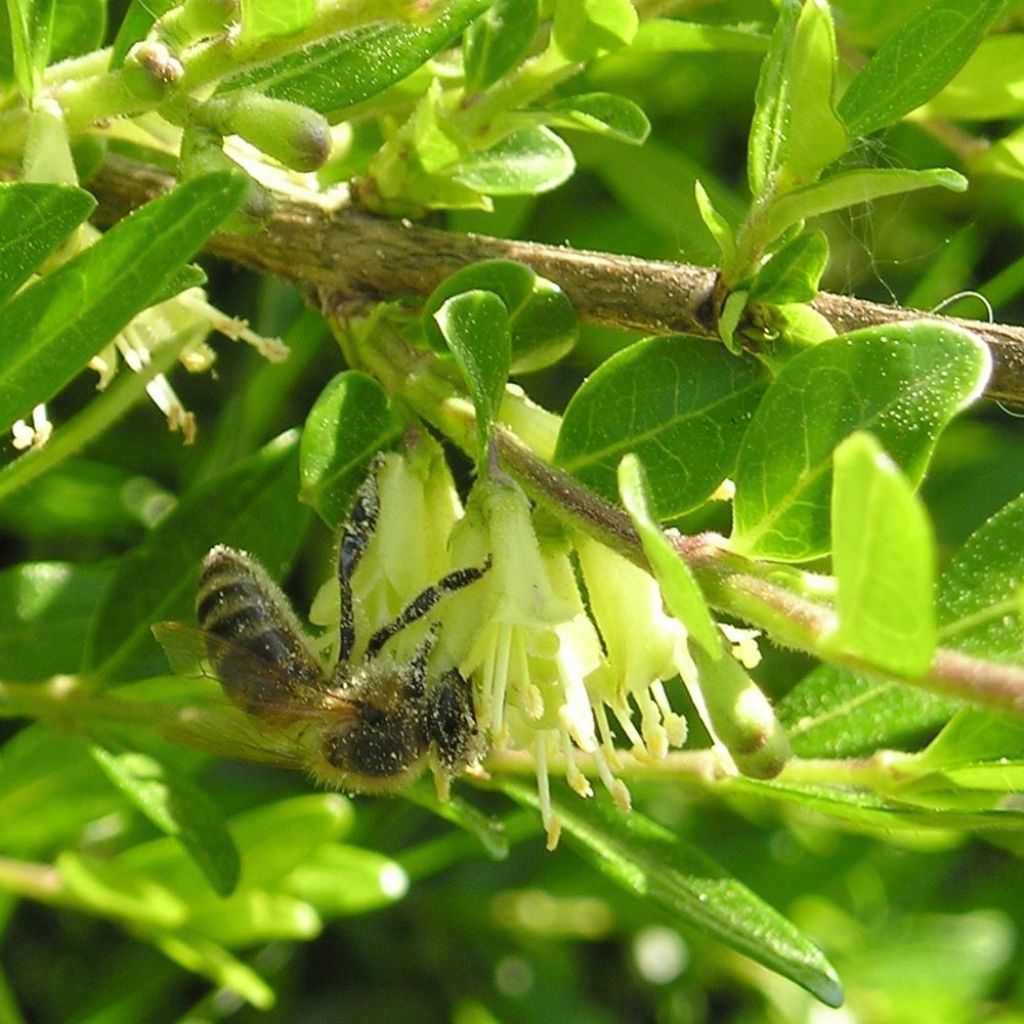 Lonicera pileata Mossgreen - Box Honeysuckle