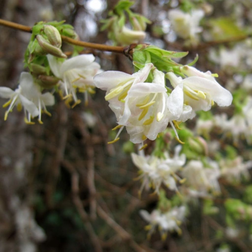 Lonicera x purpusii Winter Beauty