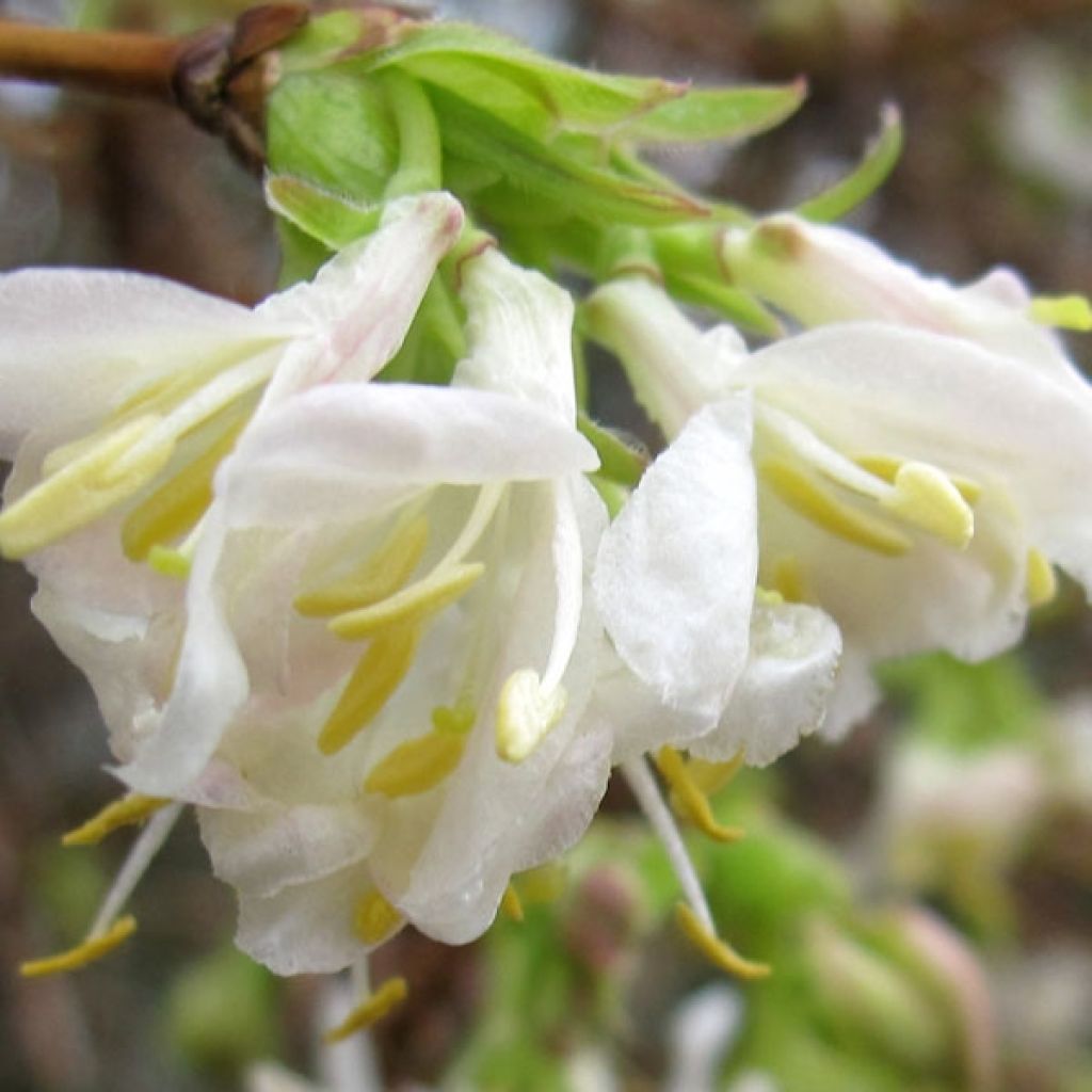 Lonicera x purpusii Winter Beauty