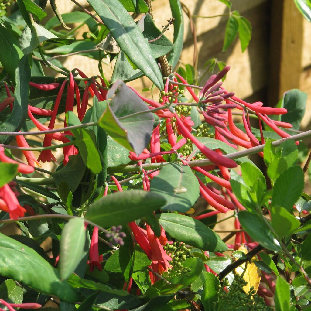 Lonicera sempervirens Cedar Lane