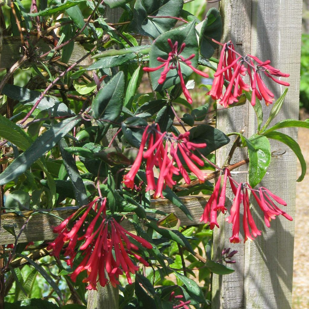 Lonicera sempervirens Cedar Lane