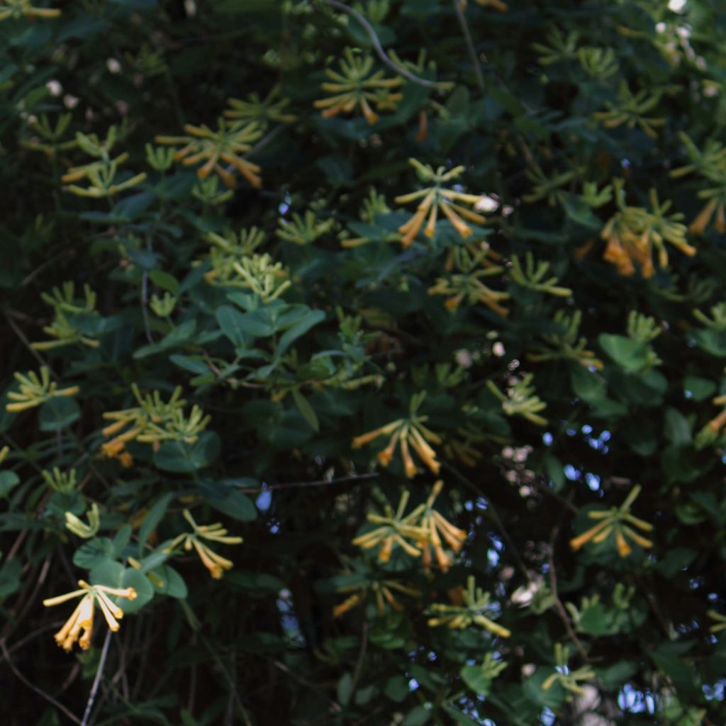 Lonicera sempervirens John Clayton