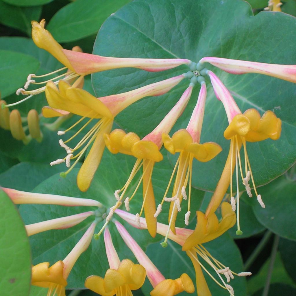 Lonicera x tellmaniana - Tellmann's Honeysuckle