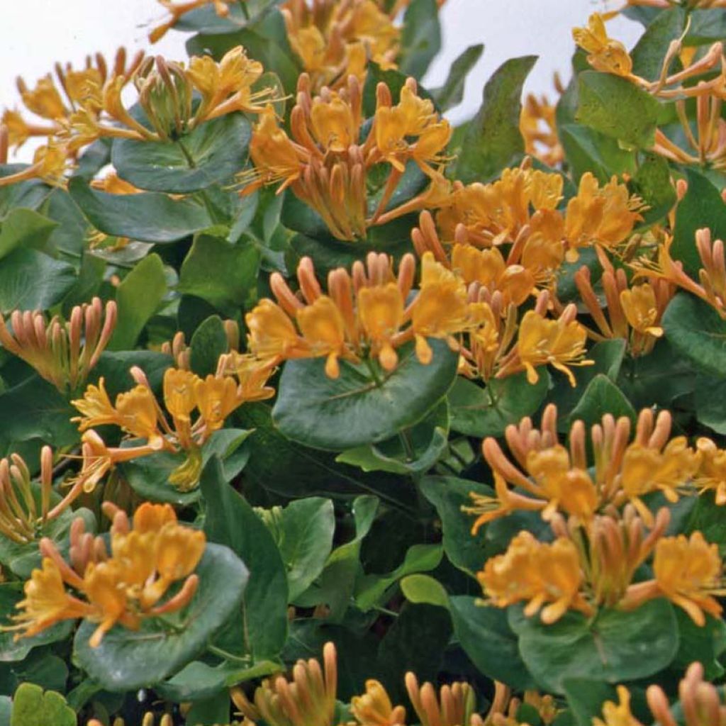 Lonicera x tellmaniana - Tellmann's Honeysuckle