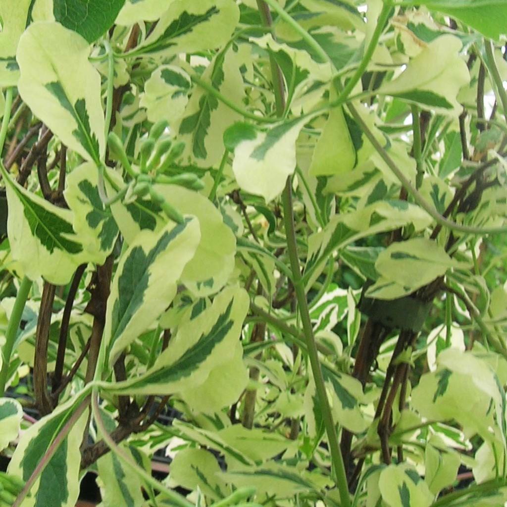 Lonicera caprifolium var. Italica Harlequin 'Sherlite'
