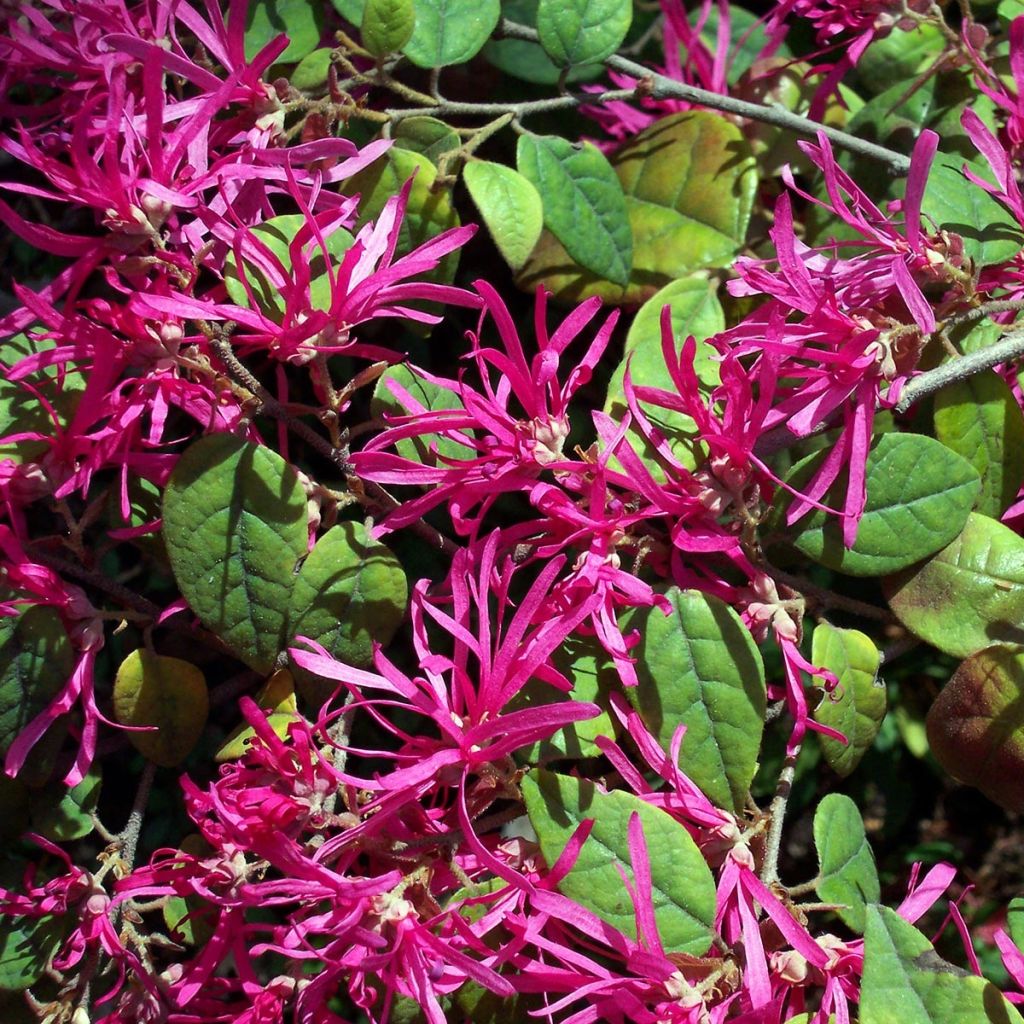 Loropetalum chinense Ming Dynasty - Chinese Witch Hazel