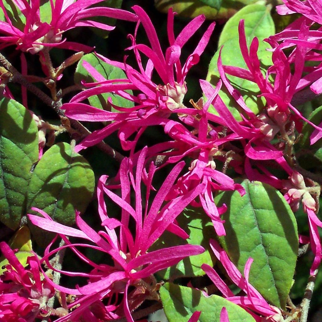 Loropetalum chinense Ming Dynasty - Chinese Witch Hazel
