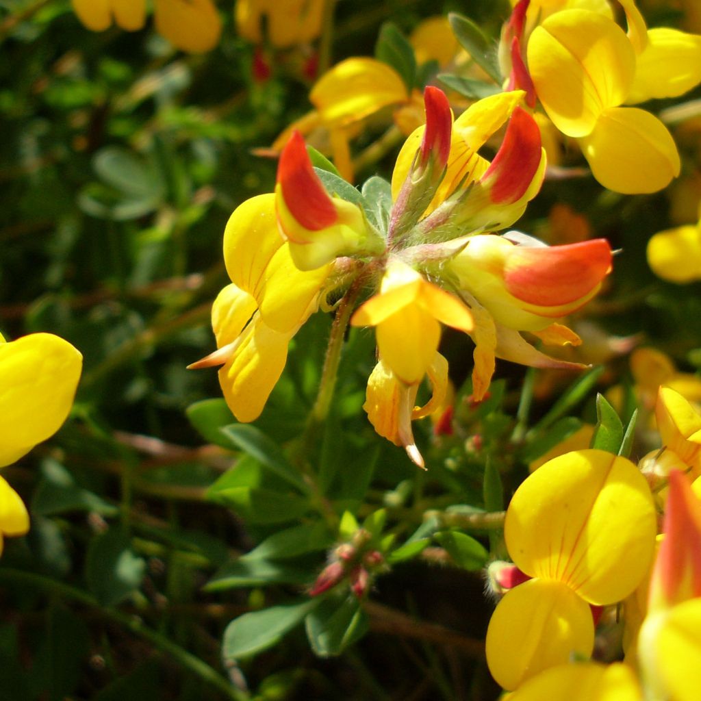 Lotus corniculatus Plenus