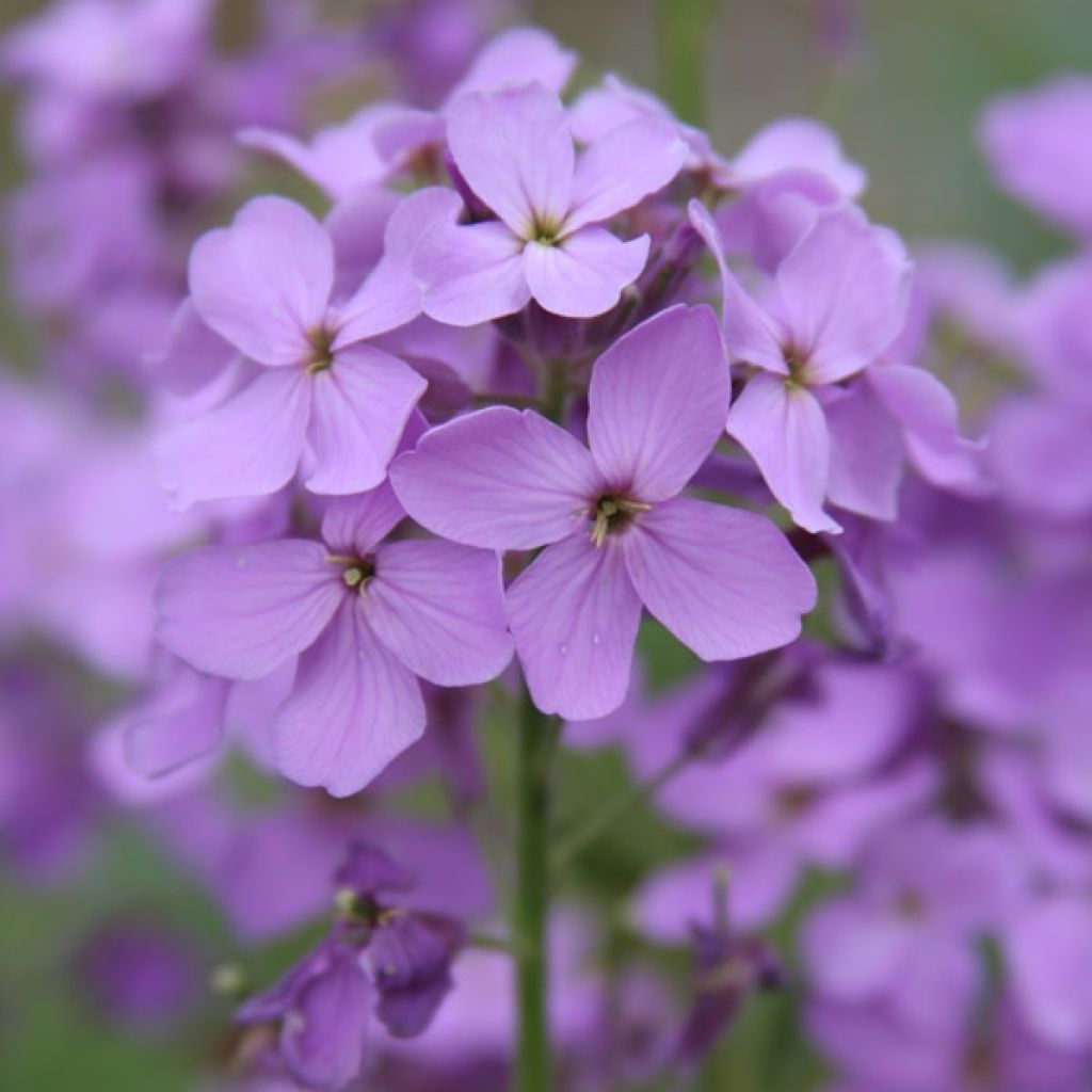 Lunaria annua - Money Plant
