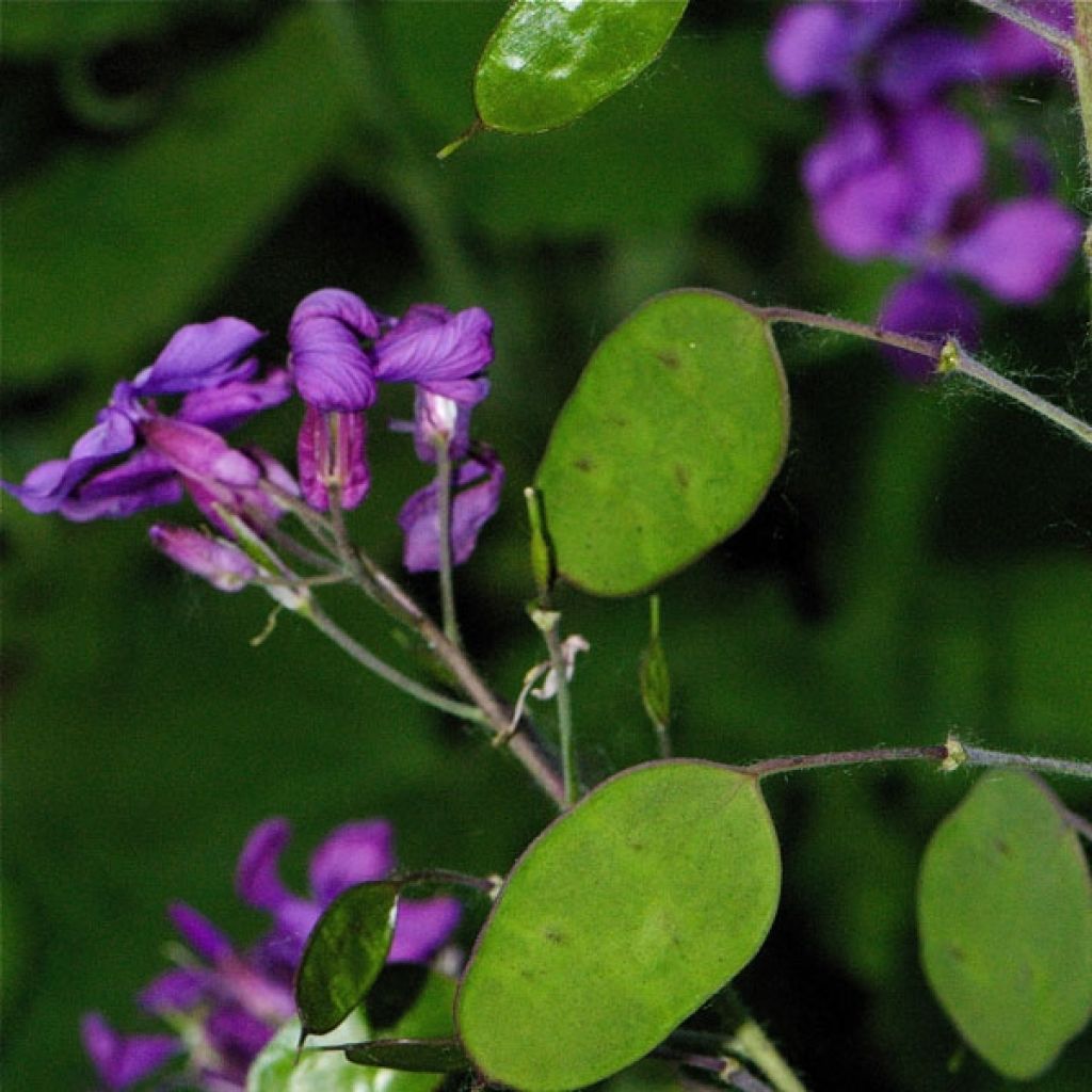 Lunaria annua - Money Plant