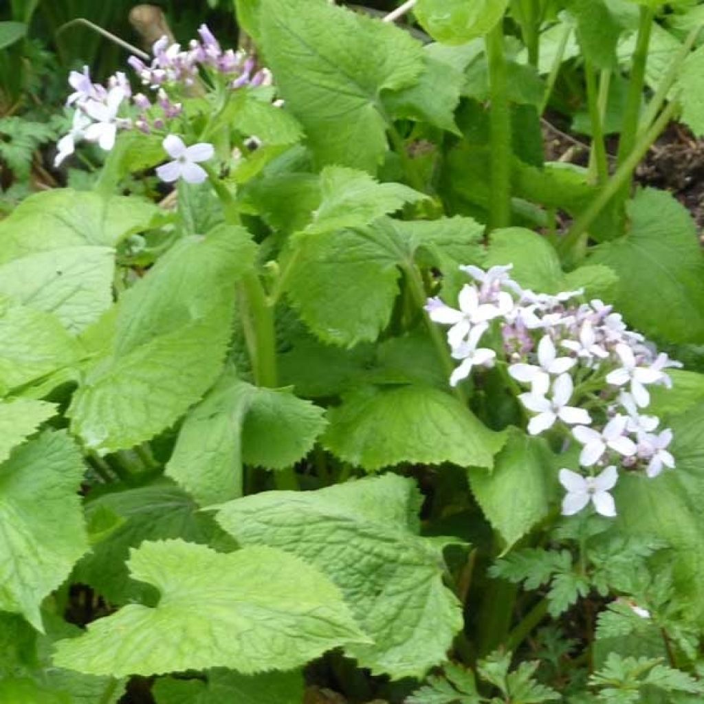 Lunaria rediviva