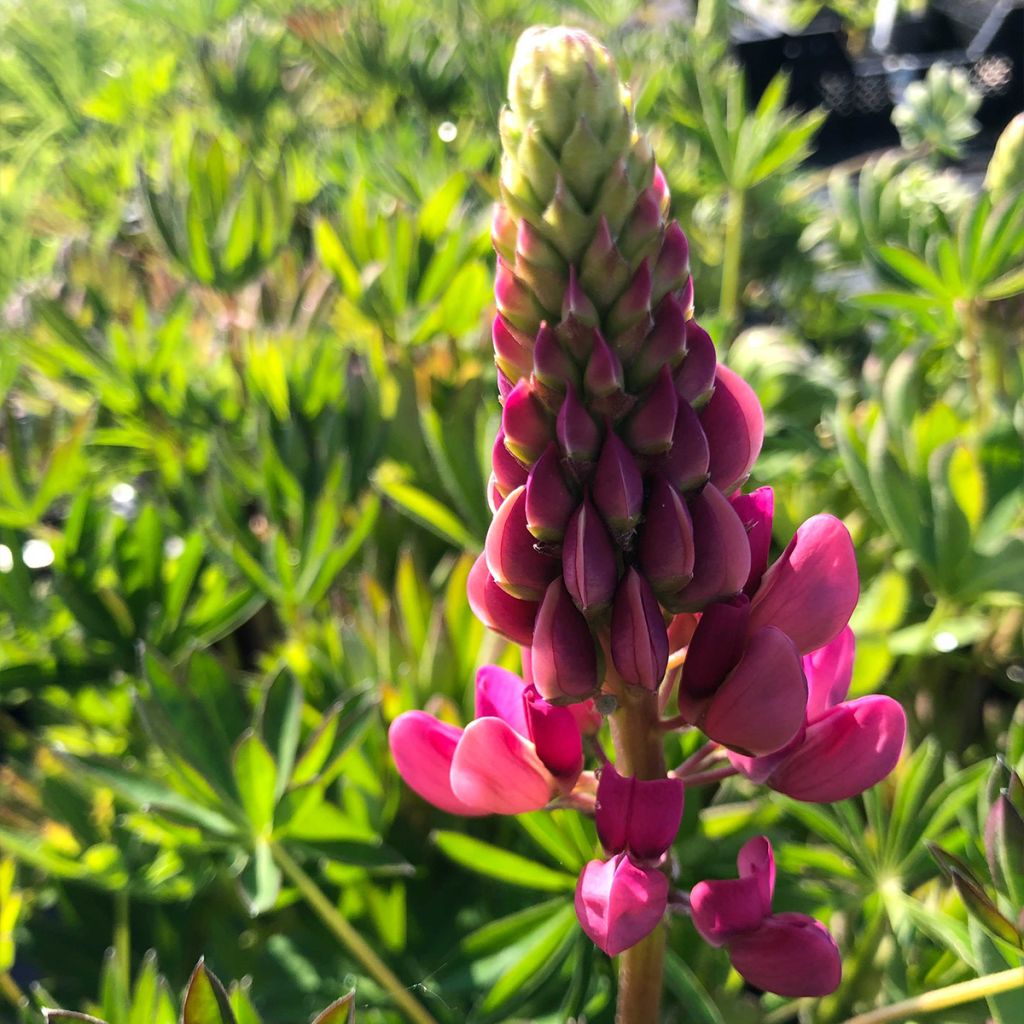 Lupinus Gallery Red