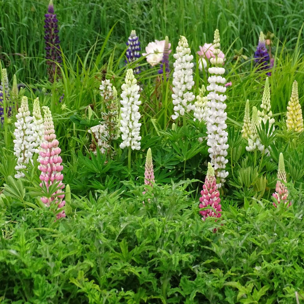 Lupinus Gallery White