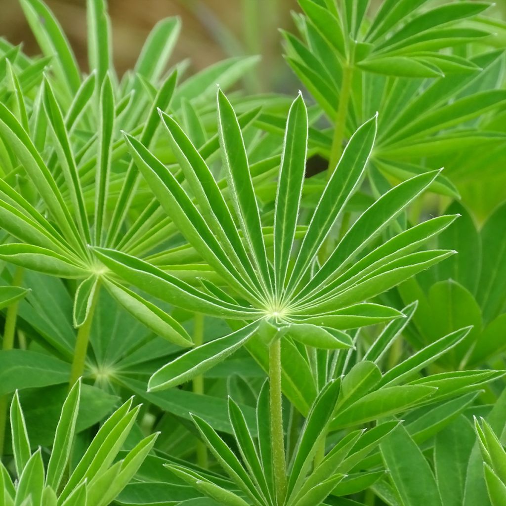 Lupinus Gallery White