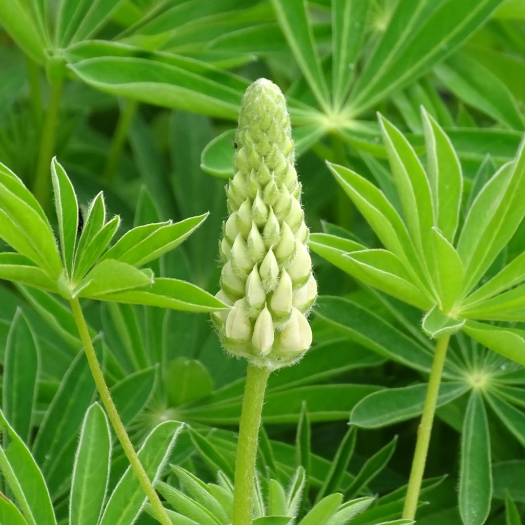 Lupinus Gallery White