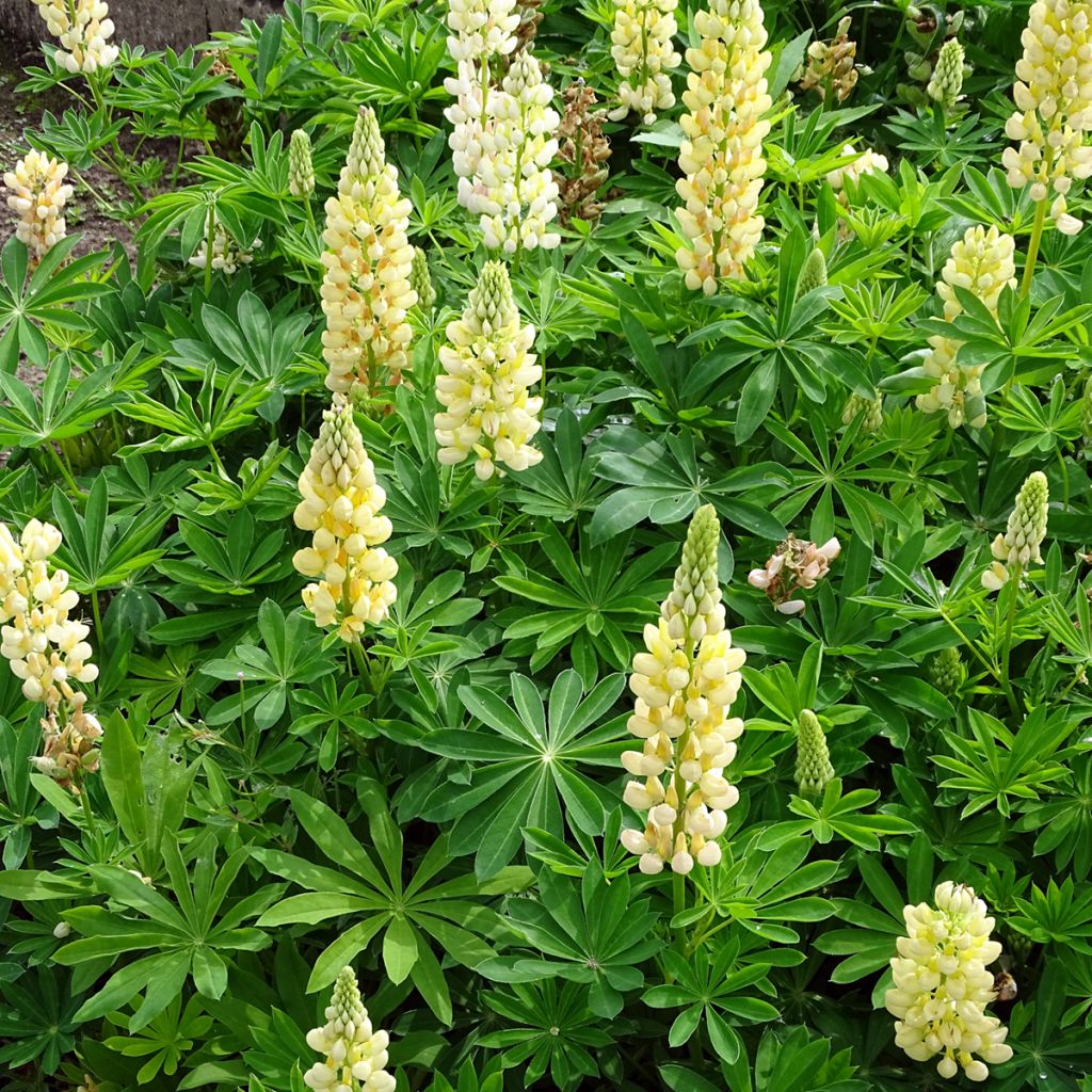 Lupinus Gallery Yellow