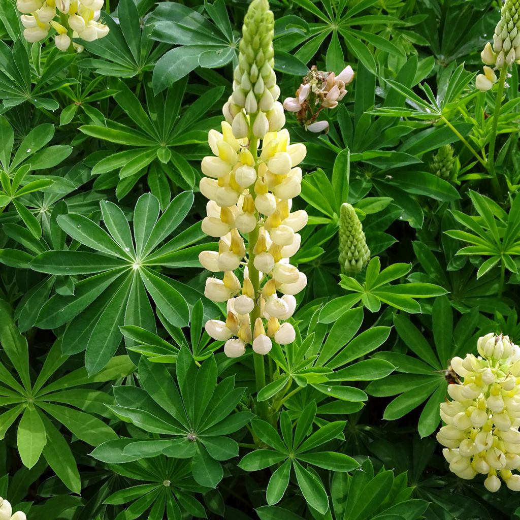 Lupinus Gallery Yellow