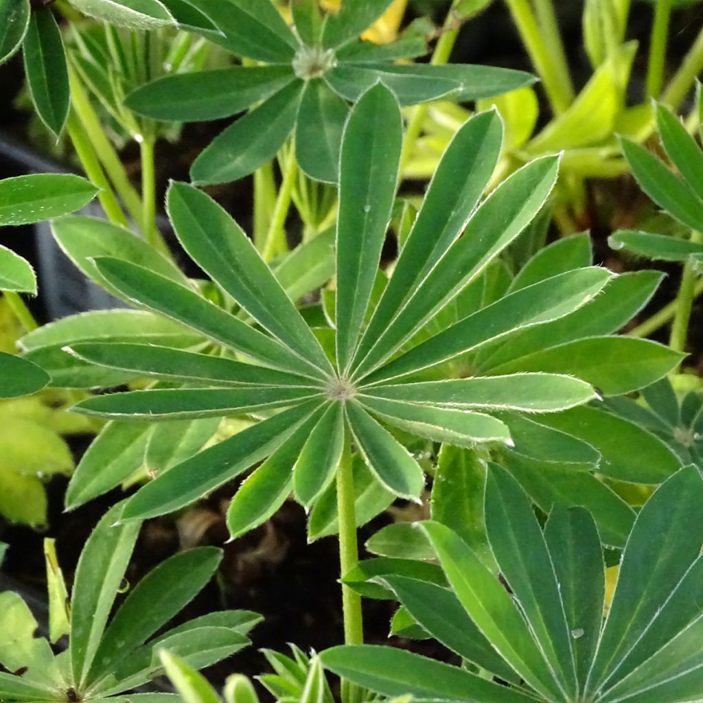 Lupinus polyphyllus Noblemaiden