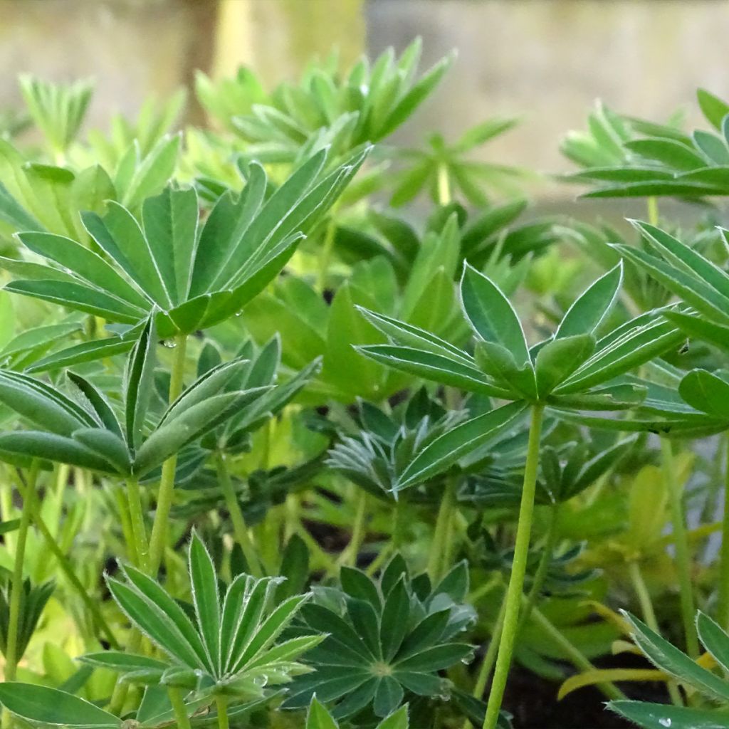 Lupinus polyphyllus Noblemaiden