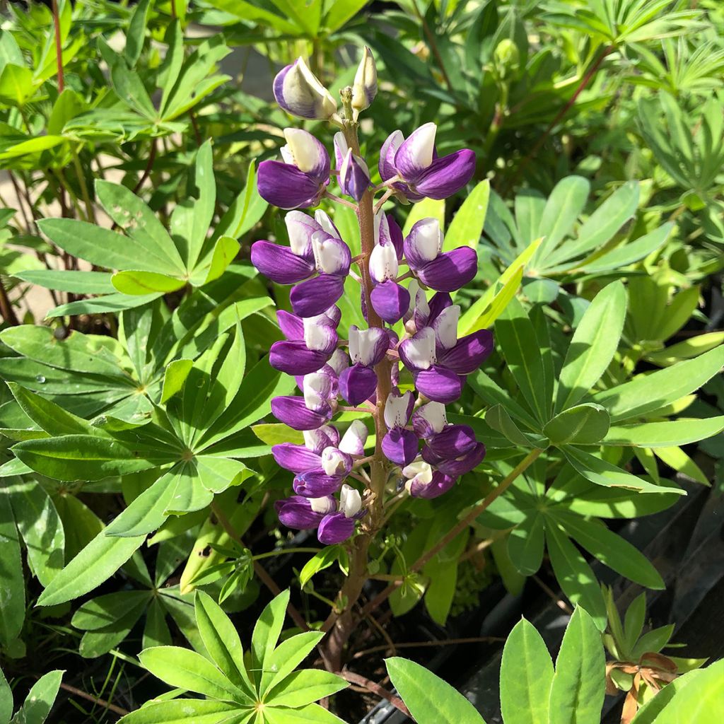 Lupinus The Governor