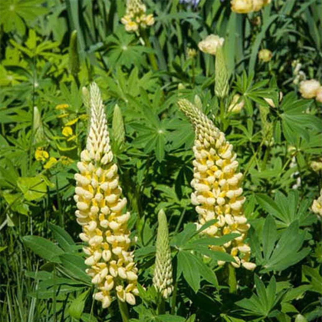 Lupinus polyphyllus Chandelier