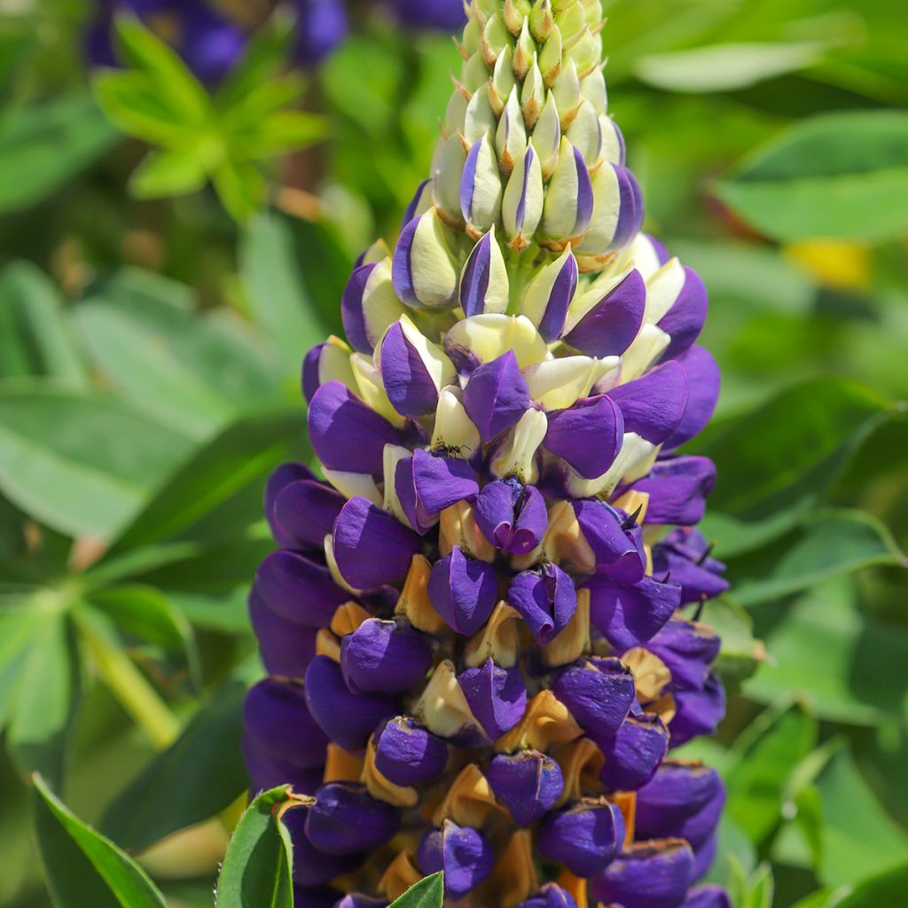 Lupinus Gallery Bicolour yellow and blue