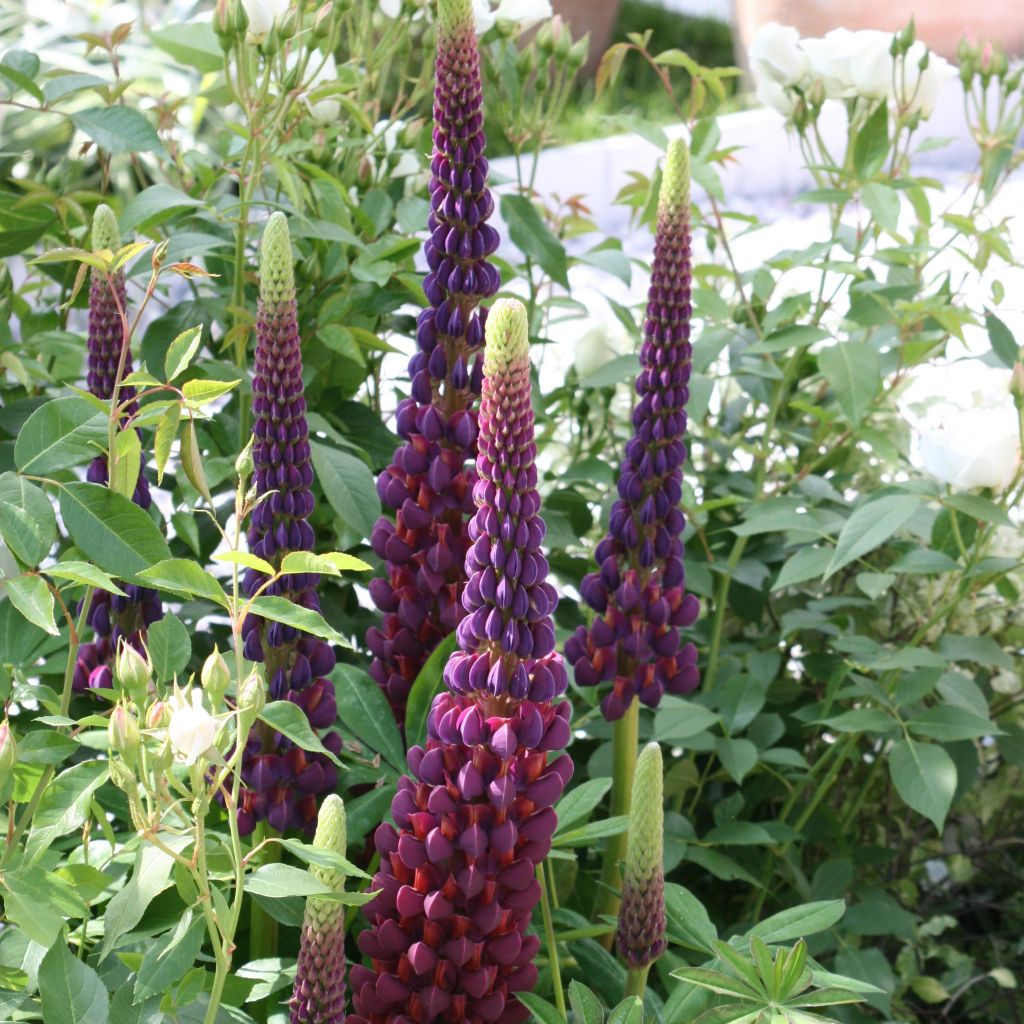 Lupinus polyphyllus Masterpiece