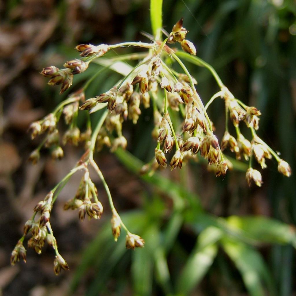 Luzula sylvatica
