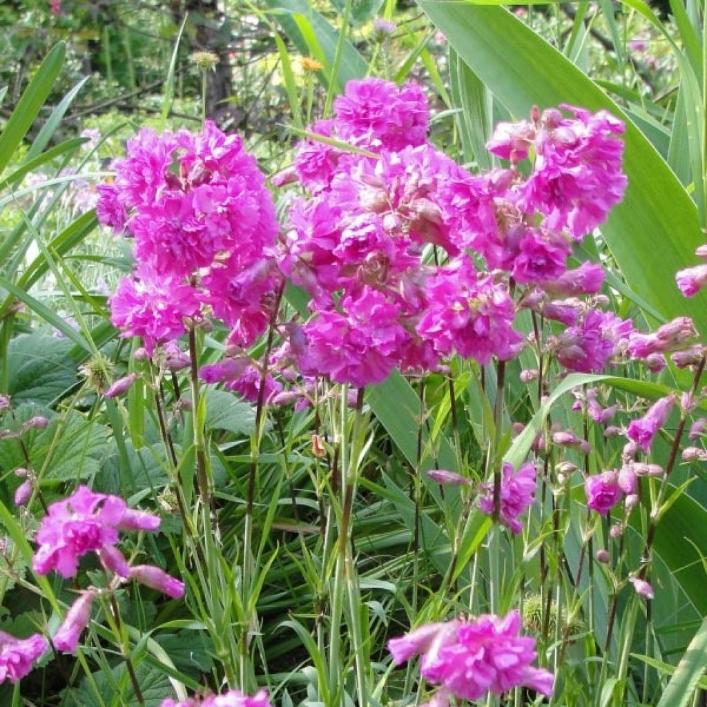 Lychnis alpina Rosea