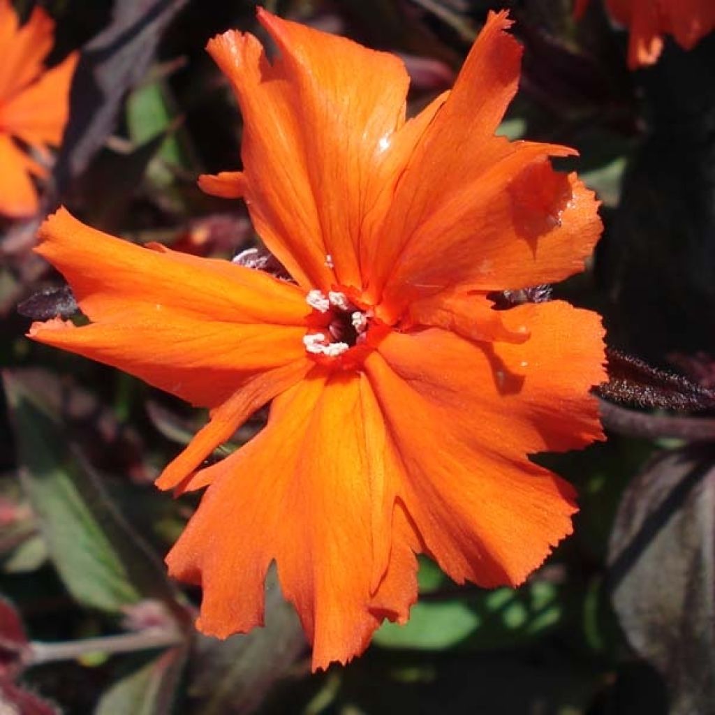 Lychnis x arkwrightii Vesuvius