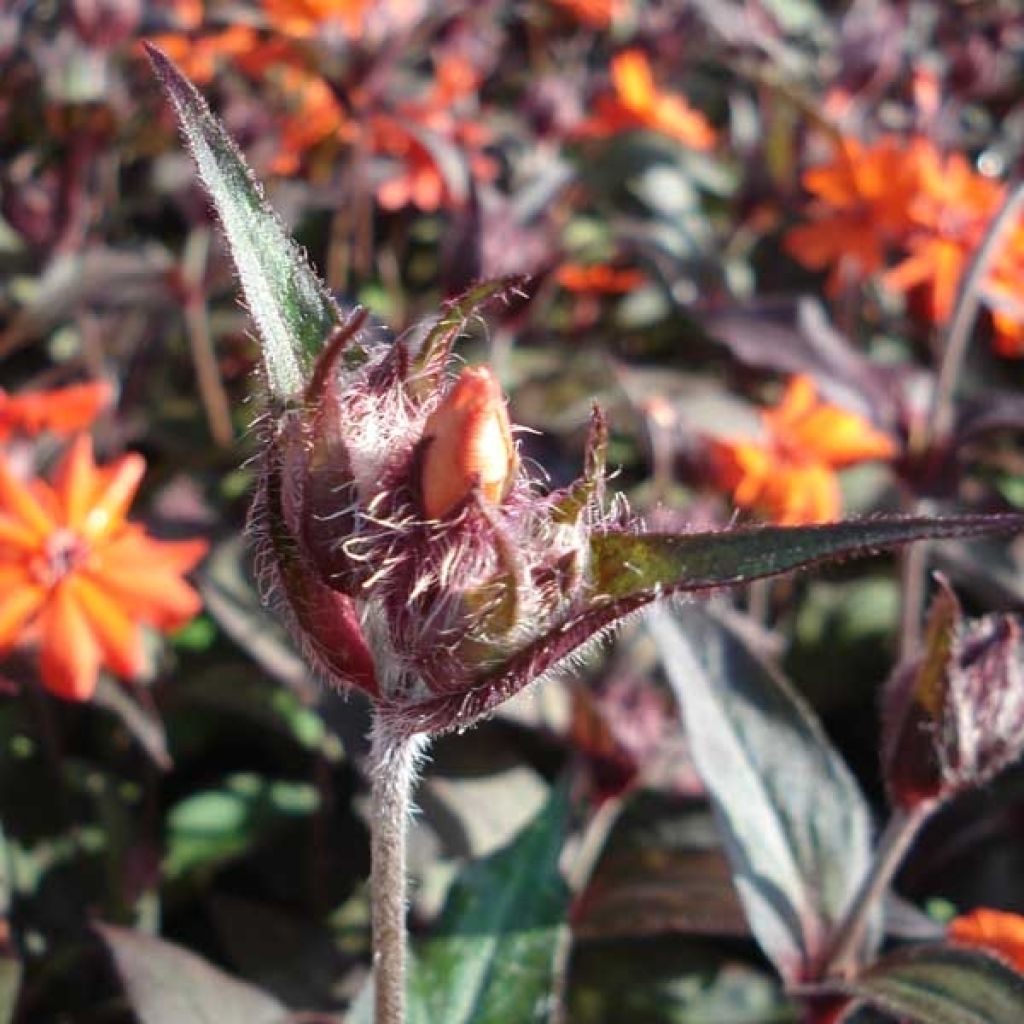 Lychnis x arkwrightii Vesuvius
